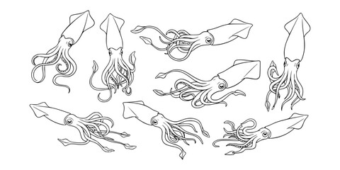 Obraz premium Multiple hand drawn squid sketches shown in line art on white background, representing concept of marine life and ocean creatures