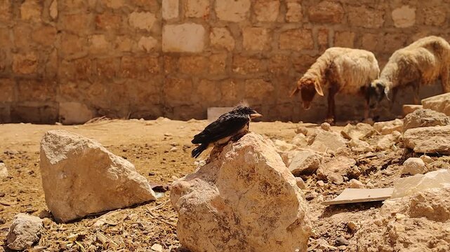 Helpless barn swallow chick fallen from its nest lies on a rock in a rural sheep pen, with sheep moving behind. This emotional scene highlights vulnerability, survival, and rural wildlife life.
