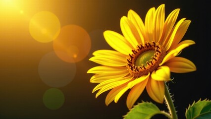 Obraz premium A bright yellow sunflower grows out of a dark black background, a simple yet striking image