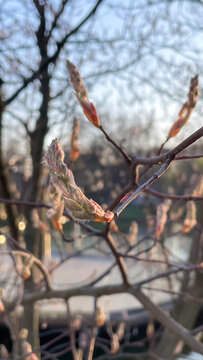 Close up of fuzzy Amelanchier tree buds opening in the soft golden light of a spring sunset