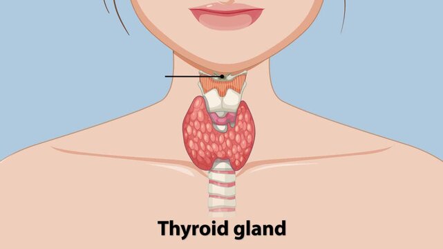 Human thyroid gland anatomy educational animation showing internal structures and surrounding neck anatomy.