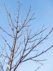 Fototapeta premium Bare branches against a crisp blue sky, highlighting winter's stark beauty in a school setting, bare trees, clear