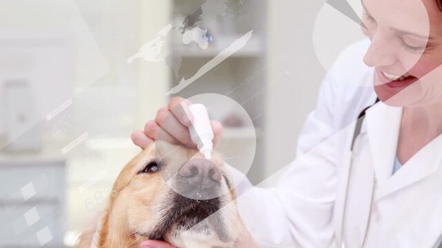Vertical video: Vet bringing dropper to golden retriever eye, pressing drop, holding head to soothe