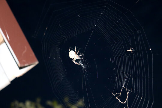Web with an Araneus orb weaver spider and its prey against the night sky - horizontal color photo, close-up, bottom view