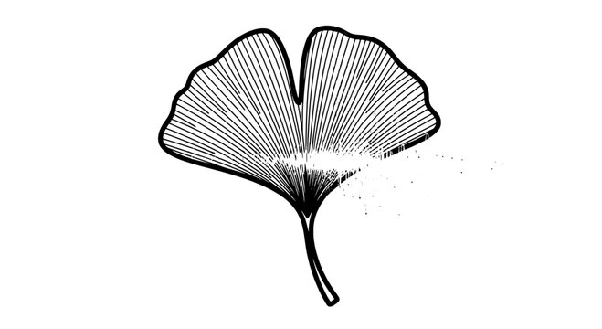 Ginkgo leaf illustration with detailed line art and texture featuring botanical, plant, nature with drawing and sketch elements for black and white,