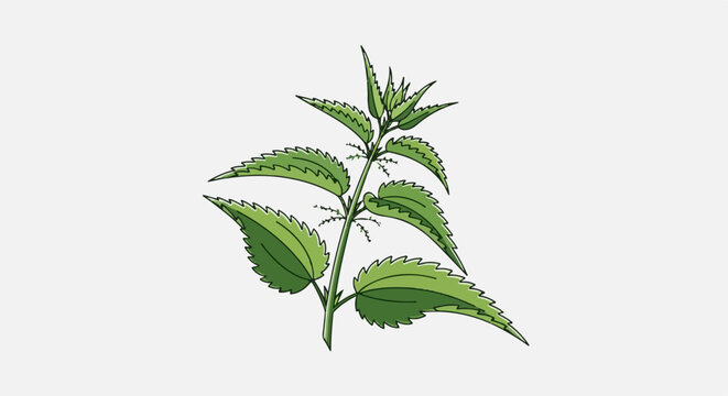A detailed illustration of a green nettle plant on a white background