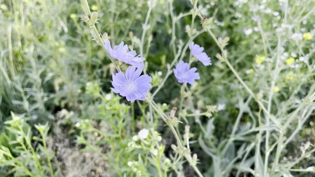 medical plant chicory growing in the meadow	