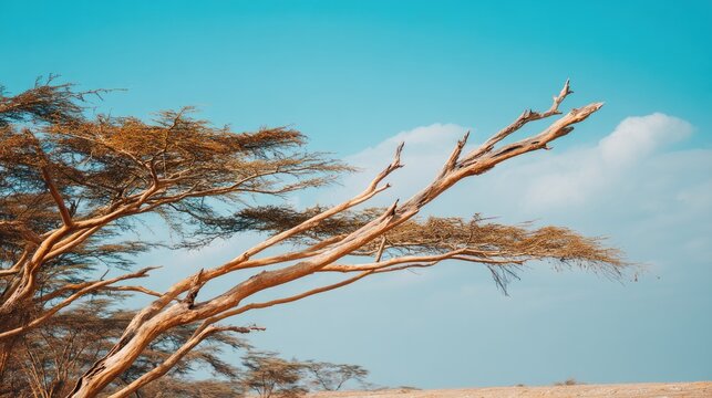 Windswept Trees Against a Clear Blue Sky in a Natural Landscape