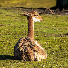 Fototapeta premium Vicunas, Vicugna Vicugna, relatives of the llama in a German park