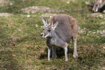 The red kangaroo, Macropus rufus is the largest of all kangaroos and the largest extant marsupial. © rudiernst