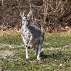 The red kangaroo, Macropus rufus is the largest of all kangaroos and the largest extant marsupial. © rudiernst