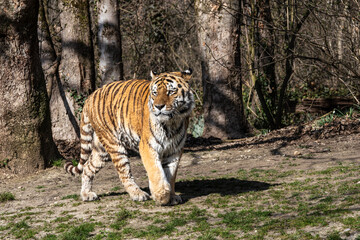 Fototapeta premium The Siberian tiger,Panthera tigris altaica in a park
