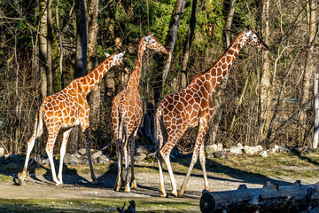 The giraffe, Giraffa camelopardalis is an African mammal © rudiernst