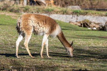 Fototapeta premium Vicunas, Vicugna Vicugna, relatives of the llama in a German park