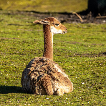 Vicunas, Vicugna Vicugna, relatives of the llama in a German park