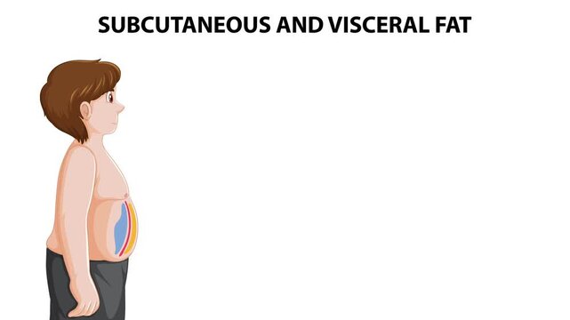 Educational animation showing difference between subcutaneous and visceral fat on human body.