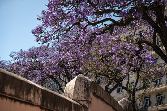 Purple Jacaranda Trees Blooming Along Street in Lisbon, Portugal