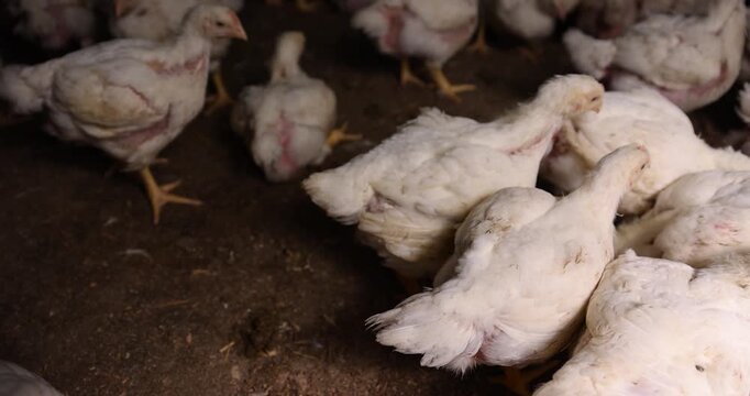 a large number of large fat broiler chickens that are raised in a rural poultry farm, some of the large fat chickens without feathers, meat breed chickens, animal science