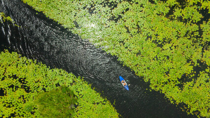 Obraz premium Top view of people paddling kayaks in a canal surrounded by green lotus leaves, aerial drone shot of eco-tourism activity and summer water sport and concept travel 