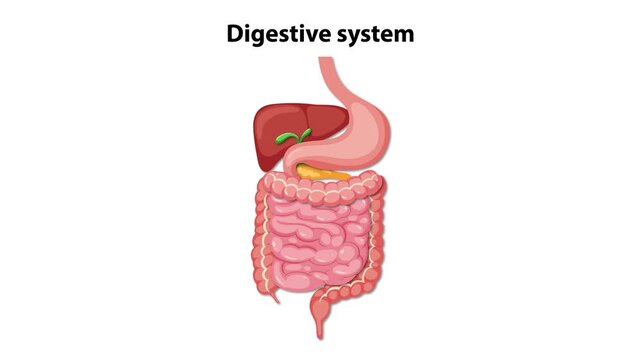 Anatomy of human digestive system with labels appearing on white background.