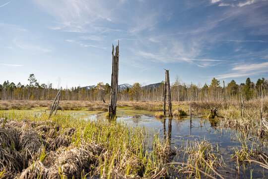 Scenic Wetland Landscape of Werdensteiner Moos near Immenstadt, Moorland with Dead Trees and View towards the Mittag Mountain and Nagelfluhkette Ridge, Allgau, Bavaria, Germany