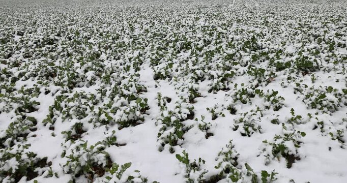 green plants under snow during the first snowfall in winter, cloudy weather during the frosty season in a field, growing herbs