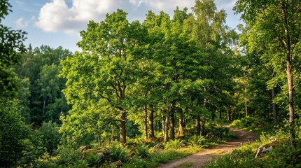 Fototapeta premium Lush Green Forest Pathway Forest Nature Pathway Trees Greenery Outdoors Landscape. Concept featuring forest, nature, pathway, trees, greenery for professional commercial design.