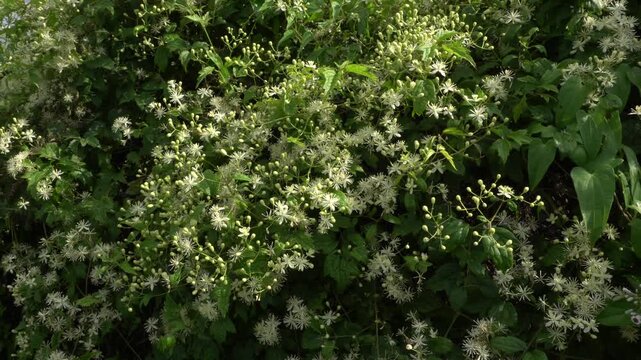 Wild clematis flowers swaying in the wind
