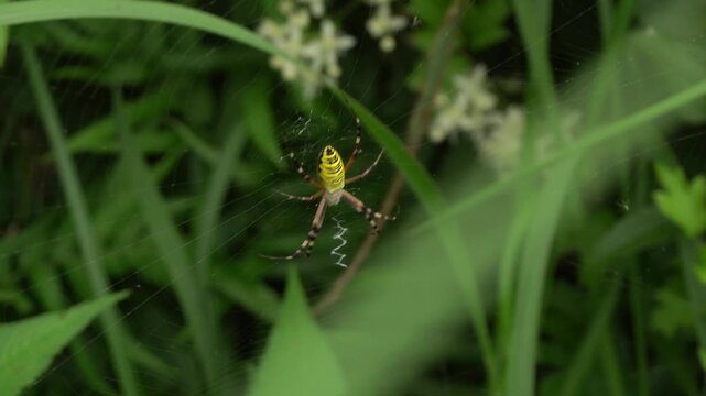 Wasp spider sitting on its web
