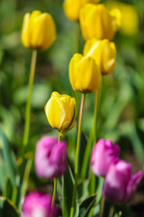 Fototapeta premium Yellow and pink tulips blooming in a vibrant garden, showing spring awakening and natural beauty in bright sunlight, reflecting growth and new beginnings