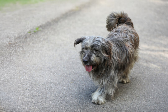 Scruffy gray mixed breed dog with long hair walking on an asphalt road outdoors, panting with its tongue out and looking happy, enjoying a warm sunny day