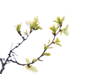 Fototapeta premium Spring awakening with fresh green leaves emerging from a tree branch, symbolizing new beginnings, growth, renewal, and the vibrant cycle of nature against a clean white background