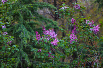 Fototapeta premium Vibrant lilac blossoms creating a beautiful contrast with deep green evergreen foliage, symbolizing the arrival of spring and new life in a serene garden environment