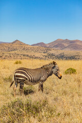 Naklejka premium Mountain Zebra grazing in grassland in Game Reserve