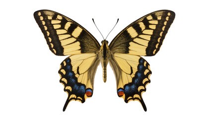 Yellow and black swallowtail butterfly with blue and red markings, isolated on transparent background © Miguel