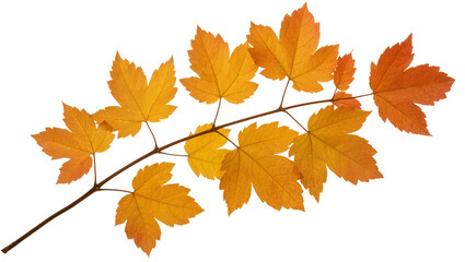 Fototapeta premium Autumn maple branch with vibrant orange and yellow leaves, isolated on transparent background
