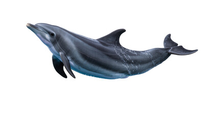 Sleek grey dolphin swimming, isolated on transparent background © Miguel