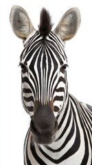 Obraz premium Close up portrait of a zebra facing the camera against a white background
