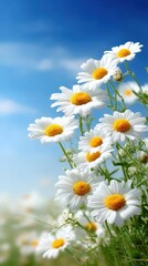 Obraz premium White daisies with yellow centers blooming in a sunny meadow under a clear blue sky