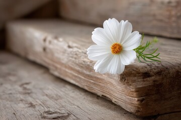 Obraz premium Single white daisy flower with yellow center resting on rustic weathered wooden boards