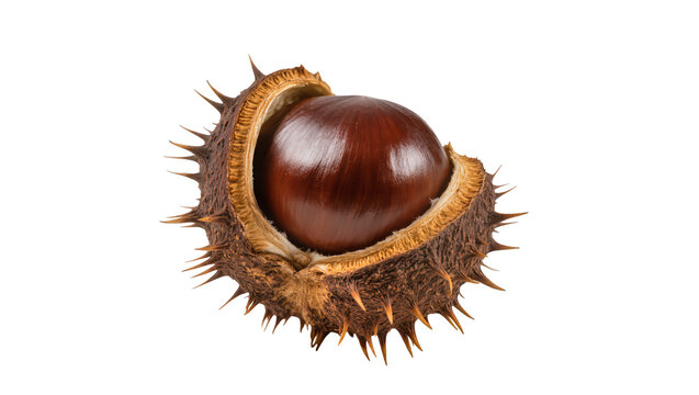 Brown horse chestnut seed inside spiky husk, isolated on transparent background