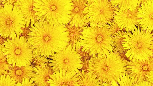Background and texture of moving yellow dandelions. View from above.