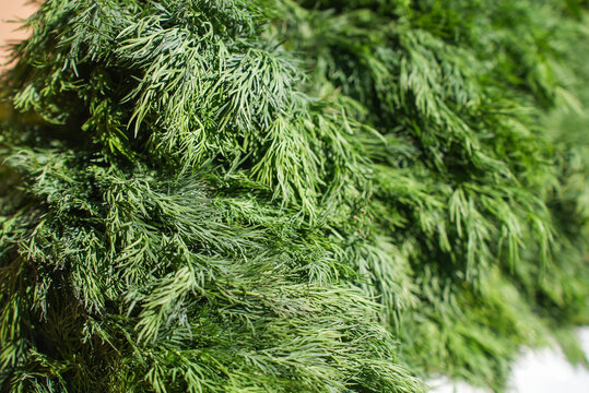 Fresh bio vegetables and herbs on street farmer market. Typical local agricultural fair of weekend. Sale of organic veggies - kale salad, parsley, dill, coriander, green onions, latuck, herbs