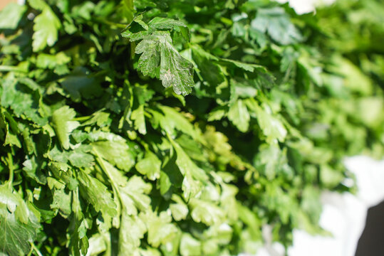 Fresh greens on the store counter close-up. Parsley, dill and green onions at the farmers market. Sale of farm products at the farmers fair