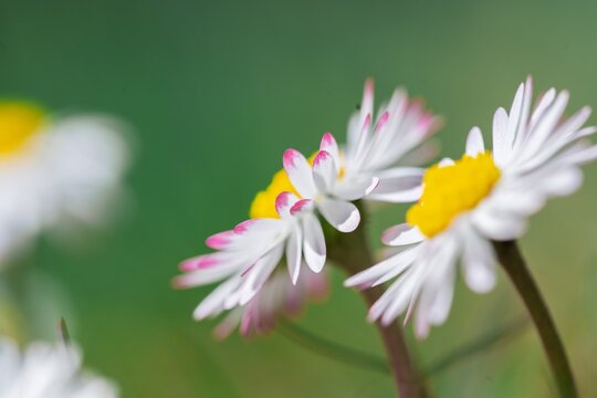 Macro Close-up of Common Daisies Bellis Perennis with Pink Tipped Petals, Wildflowers in Spring Meadow, Soft Green Background