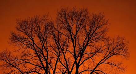 Obraz premium Bare winter tree silhouette at dramatic sunset with fiery orange sky