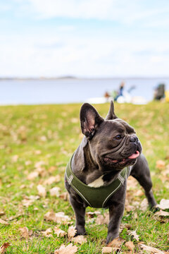 Cute dog posing in park, French bulldog