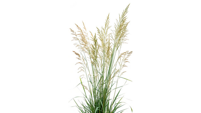 Panicum virgatum plant isolated on transparent background