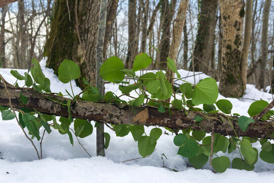 Green heart shaped leaves on a branch in the forest in winter.