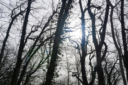 Bare trees in a foggy winter forest with sunbeams